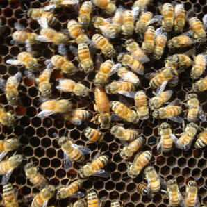 西洋蜜蜂越冬明け群7枚箱 (№3)の画像2