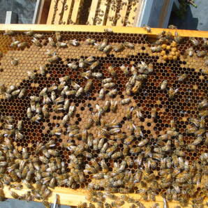 西洋蜜蜂越冬明け群7枚箱 (№3)の画像8