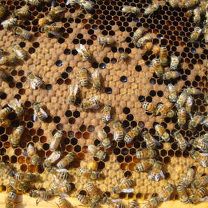 西洋蜜蜂越冬明け群7枚箱 (№3)の画像6