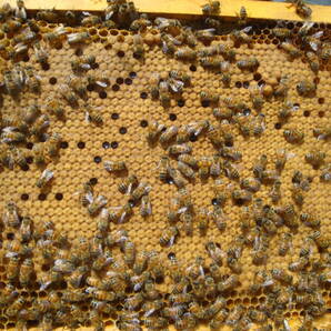 西洋蜜蜂越冬明け群7枚箱 (№3)の画像3