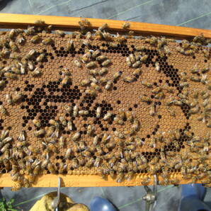 西洋蜜蜂越冬明け群7枚箱 (№3)の画像9