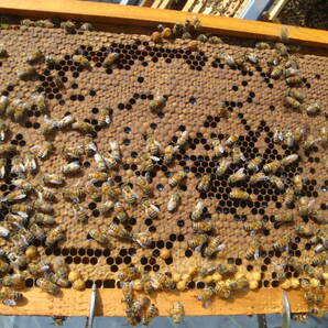 西洋蜜蜂越冬明け群7枚箱 (№3)の画像10