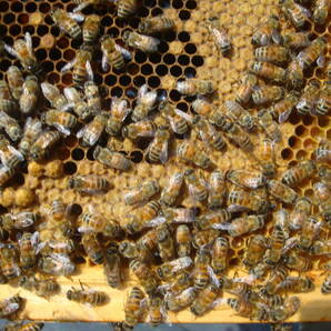西洋蜜蜂越冬明け群7枚箱 (№3)の画像7