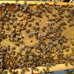 西洋蜜蜂越冬明け群7枚箱 (№3)の画像4