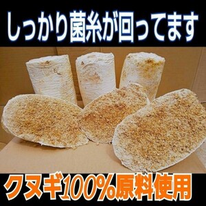 割れてるから安い！オオヒラタケ菌床ブロック　カブトムシ幼虫の栄養強化に！マットに埋め込むだけ！　クワガタ幼虫の餌、産卵床にもOK！