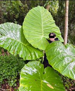  Colocasia gigantea（コロカシア・ギガンティア）