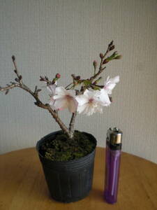 ◆十月桜・ミニ盆栽◆