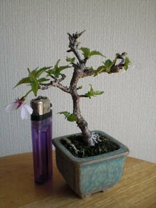 ◆富士桜・ミニ盆栽◆