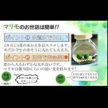 【国産まりも1.0cm×3】NOTおみやげ価格　水草　アクアリウム　無農薬　インテリア_画像9