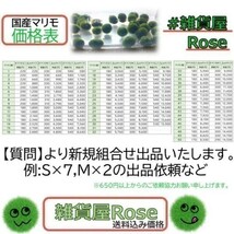 【国産まりも1.3cm×3】混泳可能 コリドラス ブラックダイヤ 松井ヒレ長 ヤマトヌマエビ_画像4