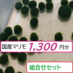 【国産まりも1,300円分】混植可能 浮き草 メダカ育成ソイル