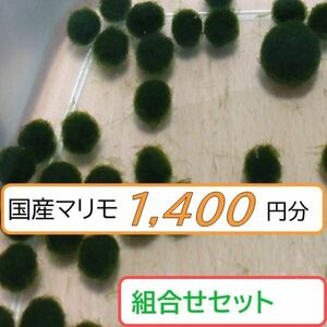 【国産まりも1,400円分】混植可能 活着する水草 ブルカミアＤ