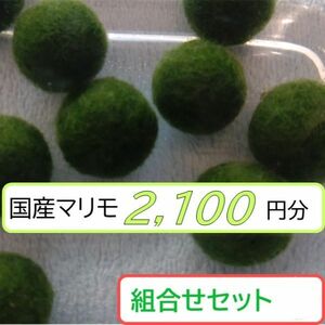 【国産まりも2,100円分】混植可能 リシア ブセファランドラsp.クダガンミニ