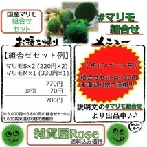 【国産まりも2,100円分】混植可能 リシア ブセファランドラsp.クダガンミニ_画像3