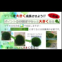 【linnaei+まりも付き】混植可能 ウィローモス グリーンロタラ ミクロソリウム_画像5