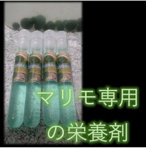 【国産まりも1,200円分】混植可能 有茎草 水草一番サンド_画像10