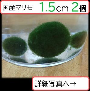 【国産まりも1.5cm×2】混泳不可 金魚 ナマズ フネアマガイ ベタ