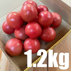 静岡県産 中玉 フルーツトマト 1.2kg 農家直送 産地直送 減農薬栽培の画像1