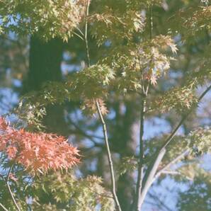 ★AF Micro Nikkor105mm F2.8D 大口径マクロ★動作・機能問題なし、大黴と傷ありの画像10