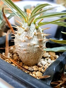 ⑦パキポディウム　グラキリス Pachypodium gracilius 実生３年【検】ウィンゾリー マカイエンセ カタフ パキプス アンボンゲンセ 光堂