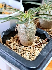 ⑧パキポディウム　グラキリス Pachypodium gracilius 実生３年【検】ウィンゾリー マカイエンセ カタフ パキプス アンボンゲンセ 光堂