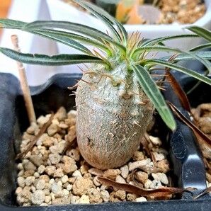 ⑧パキポディウム グラキリス Pachypodium gracilius 実生３年【検】ウィンゾリー マカイエンセ カタフ パキプス アンボンゲンセ 光堂の画像3