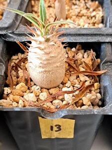 ⑬パキポディウム　グラキリス Pachypodium gracilius 実生３年【検】ウィンゾリー マカイエンセ カタフ パキプス アンボンゲンセ 光堂