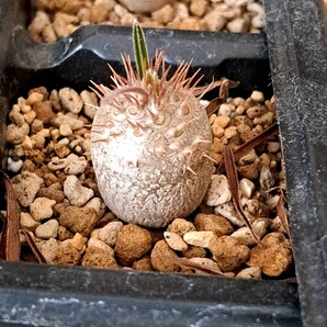 ⑮パキポディウム グラキリス Pachypodium gracilius 実生３年【検】ウィンゾリー マカイエンセ カタフ パキプス アンボンゲンセ 光堂の画像1