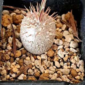 ⑮パキポディウム グラキリス Pachypodium gracilius 実生３年【検】ウィンゾリー マカイエンセ カタフ パキプス アンボンゲンセ 光堂の画像4