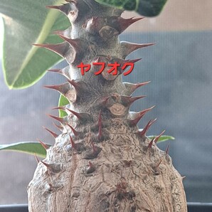 【種子5粒】パキポディウム ウィンゾリー Pachypodium windsorii 5粒 輸入種子の画像3