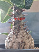 【種子5粒】パキポディウム ウィンゾリー　Pachypodium windsorii 5粒 輸入種子_画像3