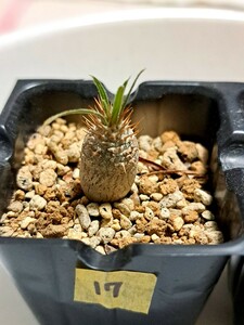 ⑰パキポディウム　グラキリス Pachypodium gracilius 実生３年【検】ウィンゾリー マカイエンセ カタフ パキプス アンボンゲンセ 光堂