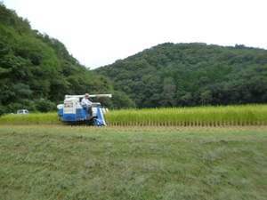 令和5年・岡山県産 「あきたこまち（30Kg)」有機肥料&低農薬栽培　玄米食