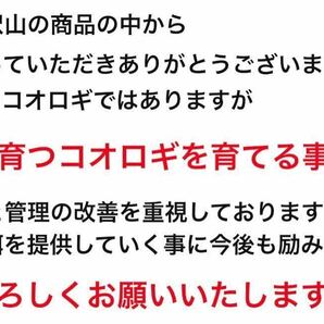 冷凍クロコ ML約400匹200g冷凍コオロギの画像3