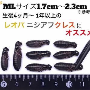 冷凍クロコ ML約200匹100g冷凍コオロギの画像1