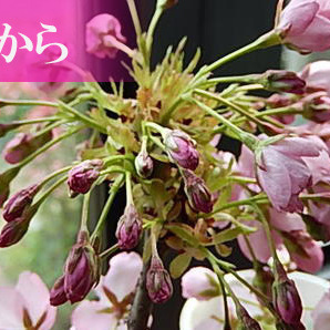 桜盆栽 桜 盆栽 サクラ 観葉植物の画像2