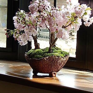 桜盆栽 桜 盆栽 サクラ 観葉植物の画像1