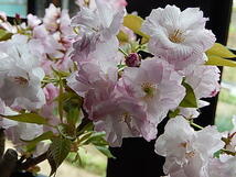 桜盆栽 桜 盆栽 サクラ 観葉植物_画像6