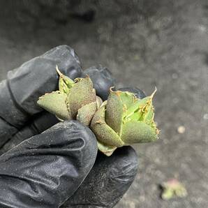 多肉植物アガベ チタノタ フィリグリー 圓葉拇指 子株 5株同梱の画像6