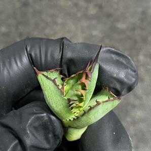 多肉植物 アガベ チタノタ 厳竜x五色万代（万代厳竜）特選極上子株 4株同梱の画像5