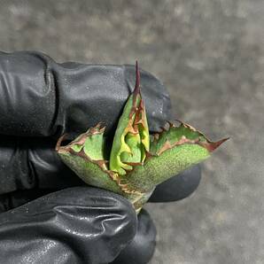 多肉植物 アガベ チタノタ 厳竜x五色万代（万代厳竜）特選極上子株 4株同梱の画像6