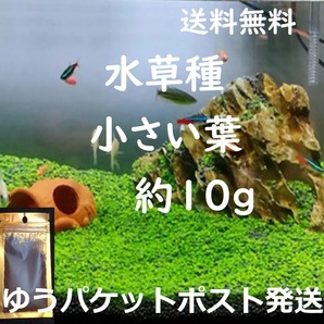 （匿名、追跡付発送）水草の種。　小さい葉（約10g）