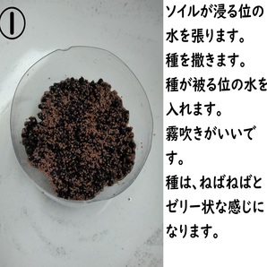 （匿名、追跡付発送）水草の種。 小さい葉（約10g）の画像2