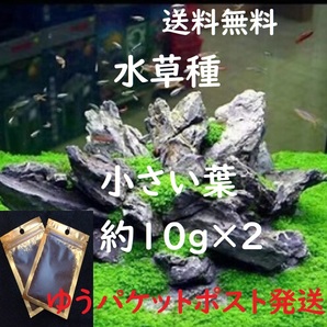 （匿名、追跡付き発送）水草の種。小さい葉（約10g）×2個       の画像1