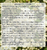 送料無料◆山野草◆スミレの根付き苗 5株 抜き苗 紫か薄紫色の花 （白い花の可能性もあります）耐寒性◎ 園芸 ガーデニング_画像6