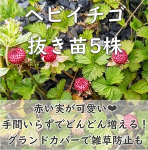 送料無料★黄色いお花も可愛い！ヘビイチゴの抜き苗5株 グランドカバープランツ 耐寒性◎ 根付き 宿根草 常緑 園芸 ガーデニング