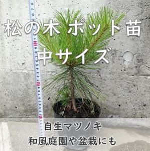 松の木 中サイズ ポット苗 1個 盆栽 苗木 庭木 植樹 緑化 植林などにも マツ 天然 実生苗 岡山県産 園芸