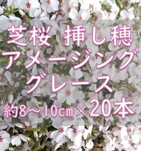 芝桜 挿し穂用カット苗 20本 アメージンググレース 白花ピンク◆シバザクラ 耐寒性◎ 宿根草 常緑 グランドカバー 園芸 ガーデニング