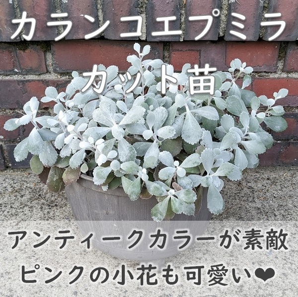 カランコエ プミラ 白銀の舞 カット苗3本 シルバーリーフ ピンクの可愛い小花が咲きます 多肉植物 挿し木 挿し穂 園芸