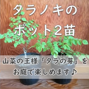 送料無料◆タラノキの苗木 小サイズ2苗セット トゲあり天然物 タラの芽 山菜の王様 無農薬 タラの木 春の味覚 掘り上げ苗 抜き苗 園芸